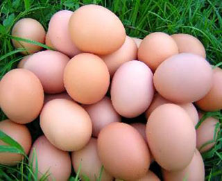 จำหน่ายไข่ทุกชนิด โดยเฉพาะไข่ไก่แกลลอนสดๆจาก CP รูปที่ 1