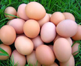 จำหน่ายไข่ทุกชนิด โดยเฉพาะไข่ไก่แกลลอนสดๆจาก CP