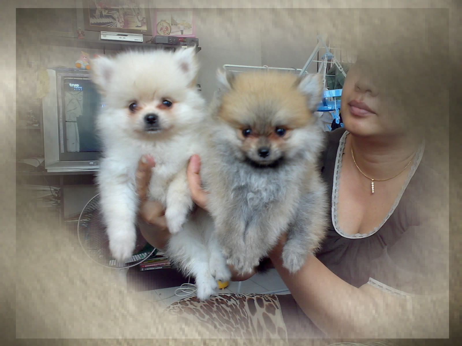 ขายลูกปอม เพศผู้ มี 2 ตัว สีครีมและสีส้ม ด่วน รูปที่ 1