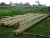 รูปย่อ Bamboo for Deg. รูปที่4