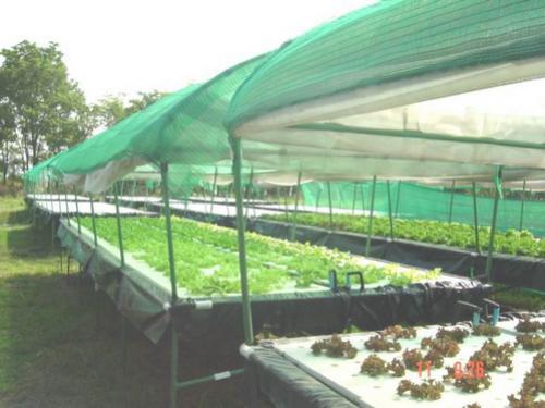 ขายแปลงผักไฮโดรโปนิกส์ hydroponics พืชไร้ดิน อุปกรณ์ไฮโดรโปนิกส์ รูปที่ 1
