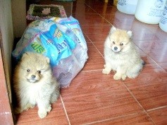 ขาย ลูกสุนัข พันธุ์ปอม เพศเมีย  1 เดือนครึ่ง พร้อมวัคซีน 1 เข็ม * น่ารักมาก * รูปที่ 4
