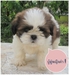 รูปย่อ ขายลูกชิสุห์แท้ ขี้เล่น ขี้อ้อน ขนแน่น หน้าบี้ น่ารักมากคะ รูปที่3