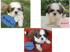ขายลูกชิสุห์แท้ ขี้เล่น ขี้อ้อน ขนแน่น หน้าบี้ น่ารักมากคะ รูปที่ 1