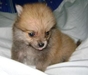 รูปย่อ Pomeranian น่ารัก เปิดจอวแล้ววว.. *ส่งรูทาง E-mail ให้ดูได้น่ะ รูปที่3