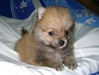 รูปย่อ Pomeranian น่ารัก เปิดจอวแล้ววว.. *ส่งรูทาง E-mail ให้ดูได้น่ะ รูปที่2