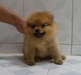 รูปย่อ ลูก ปอม เมอเรเนียน Pomeranians ไซด์ T-Cup  จิ๋ว  เพศเมีย  สีส้ม  รูปที่1