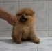 รูปย่อ ลูก ปอม เมอเรเนียน Pomeranians ไซด์ T-Cup  จิ๋ว  เพศเมีย  สีส้ม  รูปที่2