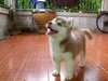รูปย่อ ขายลูกสุนัขไซบีเรียนฮัสกี้ สีคอปเปอร์แท้ 100% พร้อมใบเพ็ดดรีกรี สายพันธุ์แชมป์ รูปที่1