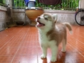 ขายลูกสุนัขไซบีเรียนฮัสกี้ สีคอปเปอร์แท้ 100% พร้อมใบเพ็ดดรีกรี สายพันธุ์แชมป์