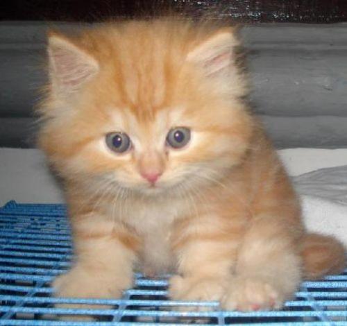 ประกาศขายลูกแมวเปอร์เซีย ราคาถูก อายุแมว 2เดือน รูปที่ 1