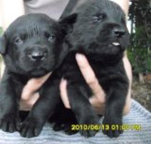 ขายลูกสุนัขพันธุ์ลาบราดอร์ สีดำ  สีน้ำตาล  โครงสร้างใหญ่ ราคาไม่แพง แวะมาดูก่อนได้เลี้ยงเองที่บ้าน รูปที่ 1