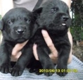 ขายลูกสุนัขพันธุ์ลาบราดอร์ สีดำ  สีน้ำตาล  โครงสร้างใหญ่ ราคาไม่แพง แวะมาดูก่อนได้เลี้ยงเองที่บ้าน