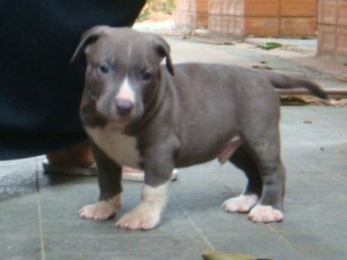 Puppy For sale !!!!(American Pitbull  RE 100เปอร์เซ็น ) รูปที่ 1