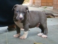 Puppy For sale !!!!(American Pitbull  RE 100เปอร์เซ็น )