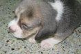 ขายลูกสุนัขบีเกิ้ลน่ารักๆด่วนค่ะ 083-9101781‏