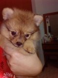 ขายลูกสุนัขปอมเมอเรเนียน ราคา 9500 ถ้าสนใจจริงๆลดได้ ด่วนค่ะ