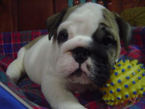 ขายลูก Bulldog รูปที่ 1