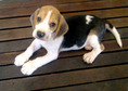 ขายลูกบีเกิ้ล สามสี เกรดคุณภาพ ขายด่วน ราคา 6,000 บาท