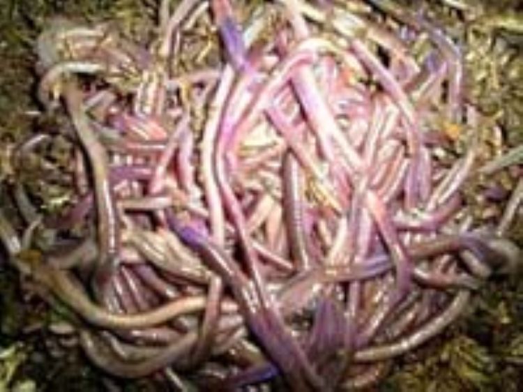T Worm Farm (Thailand) - compost worms, red worms    website:  http://wormcompost.blogspot.com รูปที่ 1