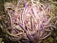 T Worm Farm (Thailand) - compost worms, red worms    website:  http://wormcompost.blogspot.com