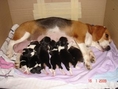 ขายลูกสุนัข พันธุ์บีเกิ้ล 3 สี เพศเมีย