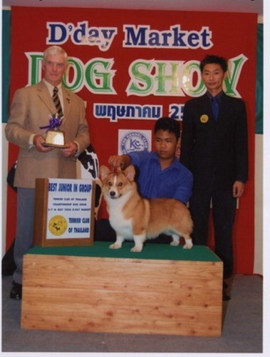 เปิดจองลูกสุนัขพันธุ์เวลช์คอร์กี้เกรดประกวด( welsh corgi pemproke ) รูปที่ 1