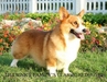 รูปย่อ เปิดจองลูกสุนัขพันธุ์เวลช์คอร์กี้เกรดประกวด( welsh corgi pemproke ) รูปที่2