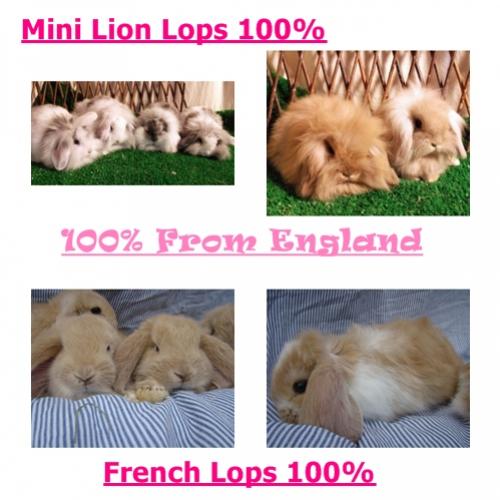 กระต่ายพันธุ์Mini lion Lops แท้100เปอร์เซ็น  French Lop 100เปอร์เซ็น รูปที่ 1