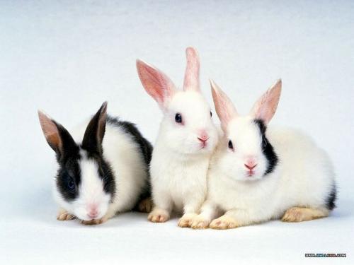 ขายกระต่ายแคระ   กระต่ายเทดดี้แบร์ รูปที่ 1
