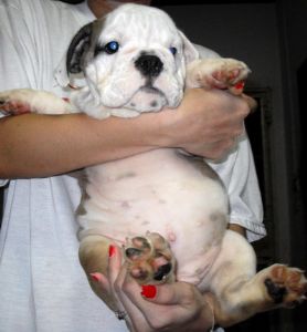 ลูก BULLDOG สวยๆ สายเลือดดี 10,000 บาท ต่อรองได้ครับ รูปที่ 1