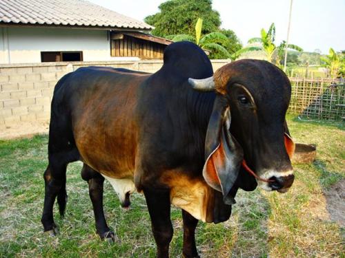 ขาย วัว บราซิล รูปที่ 1
