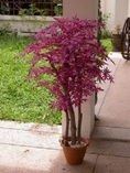 ต้นไม้ประดิษฐ์  ดูเพิ่มเติมได้ที่ www.sopaflower.com