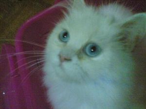 ขายลูกแมวเปอร์เซียหน้าตุ๊กตาสีขาว ตาสีฟ้า เพศ ญ สุขภาพแข็งแรง รูปที่ 1