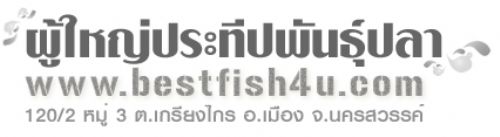 จำหน่ายพันธุ์ปลาน้ำจืดทุกชนิด เช่น ปลาดุกบิ๊กอุย ปลาดุกรัสเซีย ปลาสวาย ปลาแรด ปลาทับทิม ปลานิล ปลาจา รูปที่ 1