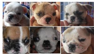ขายลูก bulldog อายุ 1เดือนครึ่ง มี 6 ตัว ติดต่อสอบถามได้ครับ ราคาตามคุณภาพ รูปที่ 1