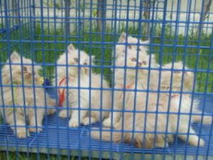 ขายลูกแมวเปอเซียสีครีมขาว รูปที่ 1