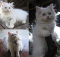 ขายลูกแมวเปอร์เซียสีขาว