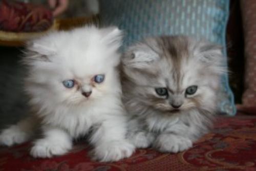ขายลูกแมวเปอร์เซียชินเซียร่า ตาสีฟ้า รูปที่ 1