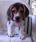ขาย ลูกสุนัขบีเกิ้ล สายAm Cm puppy love