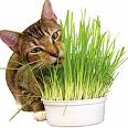 จำหน่ายเมล็ดหญ้าแมว/ข้าวสาลี/ตำแยแมว/แคทนิปแบบต่างๆ  รูปที่ 1