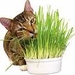 รูปย่อ จำหน่ายเมล็ดหญ้าแมว/ข้าวสาลี/ตำแยแมว/แคทนิปแบบต่างๆ  รูปที่1