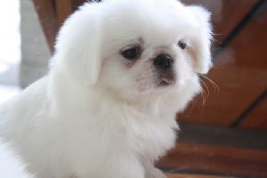 ขาย ลูกสุนัขพันธุ์ ปักกิ่ง สีขาว  น่ารักมากๆ รูปที่ 1
