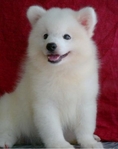 @@ขายลูกสุนัขแจแปนนิสสปริตซ์ Japanies Spitz หมีน้อยตัวสีขาวๆๆขน2ชั้นยาวฟูๆๆน่ารัก ..ตัวเมียตัวสุดท้า