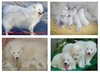 รูปย่อ ตัวผู้ที่ 1 น้อง White ***ขาย..ลูกสุนัขพันธ์ซามอยด์ ตัวผู้เกรด A สวยๆๆ(Samoyed pupies For sale) น้องหมีน้อยขนสีขาวยาวๆฟู รูปที่6