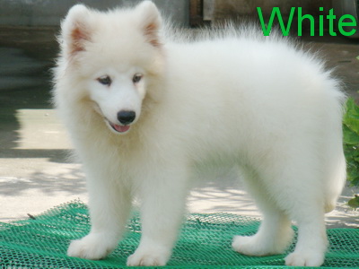 ตัวผู้ที่ 1 น้อง White ***ขาย..ลูกสุนัขพันธ์ซามอยด์ ตัวผู้เกรด A สวยๆๆ(Samoyed pupies For sale) น้องหมีน้อยขนสีขาวยาวๆฟู รูปที่ 1