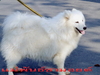 รูปย่อ  ขายสุนัขพันธ์ซามอยด์ตัวผุ้อายุ8เดือน  เกรดคุณภาพสวยๆๆ น่ารัก (Samoyed pupies For sale) รูปที่5