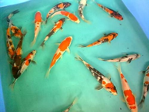 ลดกระหน่ำปลาคาร์ฟทั้งปลาไทยและปลานอก20-50เปอร์เซ็น รูปที่ 1
