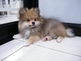 ขายลูกสุนัขพันธ์ปอม เพศผู้ อายุ 3 เดือน
