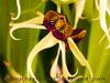 รูปย่อ HandmadeClayFlower กล้วยไม้สวยๆ ที่ Royal Orchid Paradise 53 รูปที่2